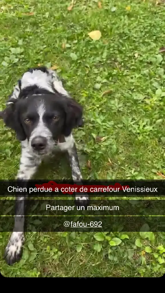 Chien Perdu 69M Métropole de Lyon - Sam